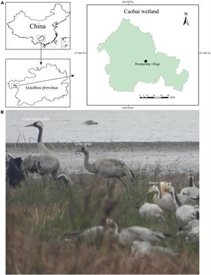 Host genetic background rather than diet-induced gut microbiota shifts of sympatric black-necked crane, common crane and bar-headed goose